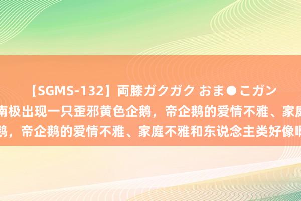 【SGMS-132】両膝ガクガク おま●こガン突き 立ちバック5時間 南极出现一只歪邪黄色企鹅，帝企鹅的爱情不雅、家庭不雅和东说念主类好像啊